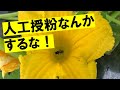 人工授粉は必要なし！スイカ、カボチャ編