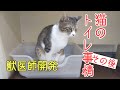 猫のトイレ事情　獣医師開発においをとる猫砂専用トイレ使用のその後・・・
