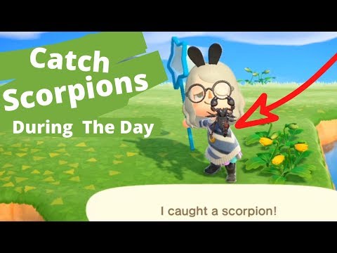 Video: Animal Crossing Scorpions: Jak Chytit, Třít Se A Dostat Scorpion Island - Nebo Si Vytvořit Svůj Vlastní