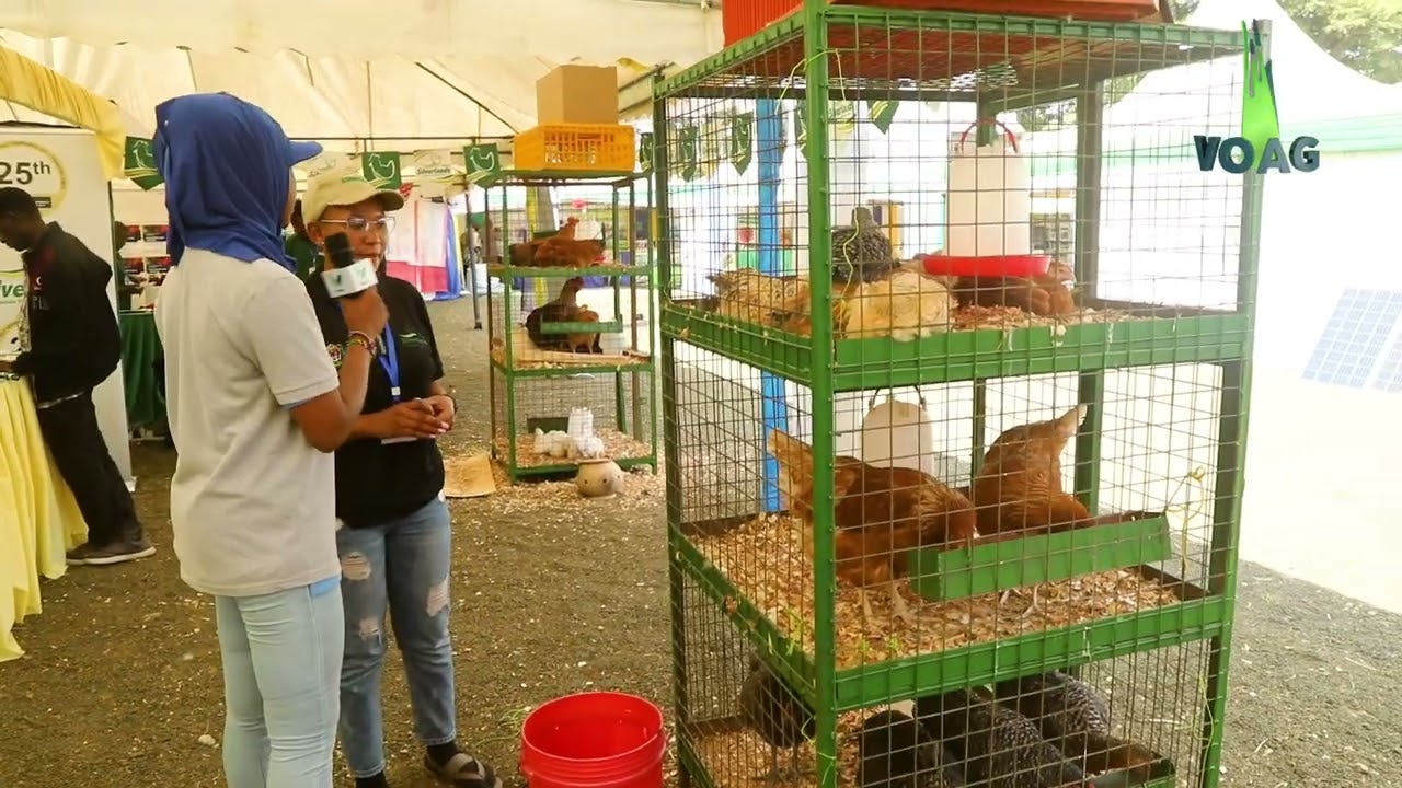 #SILVERLANDS WANAKULETEA KUKU AINA YA SASSO KATIKA MAONESHO YA NANENANE   |    MBEYA