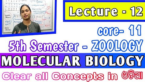 🎯for +2 & 5th Semester| MOLECULAR BIOLOGY|TRANSCRIPTION IN PROKARYOTES/ LONG QUESTIONବୁଝନ୍ତୁ ଓଡିଆରେ💯