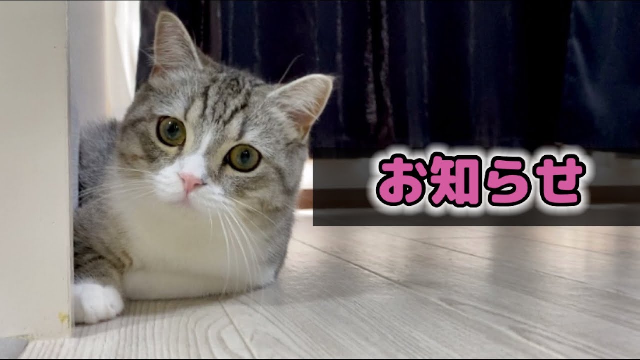 ネコハチさま専用 おまとめ20点 hq720.jpg?sqp=-