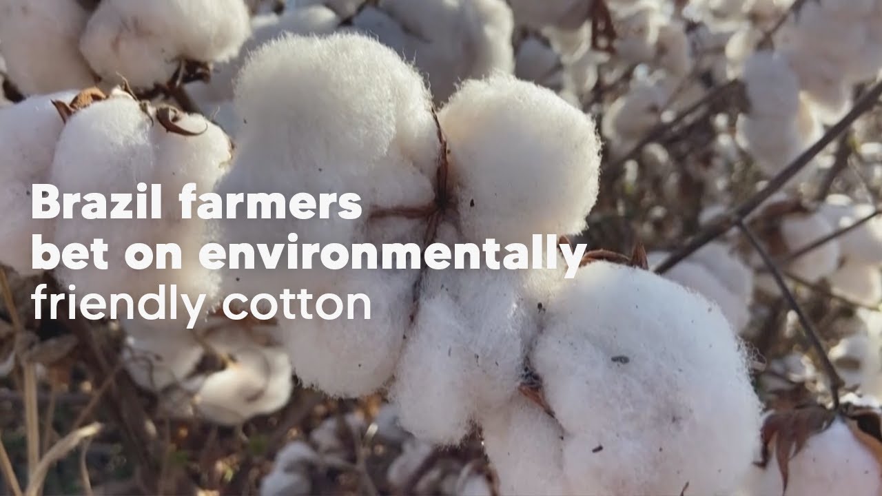Brazil farmers bet on environmentally friendly cotton