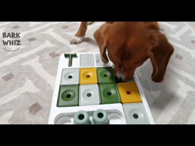 Why Dogs Need to Be Mentally Stimulated Besides Physically: The Key to a Happy, Balanced Pet