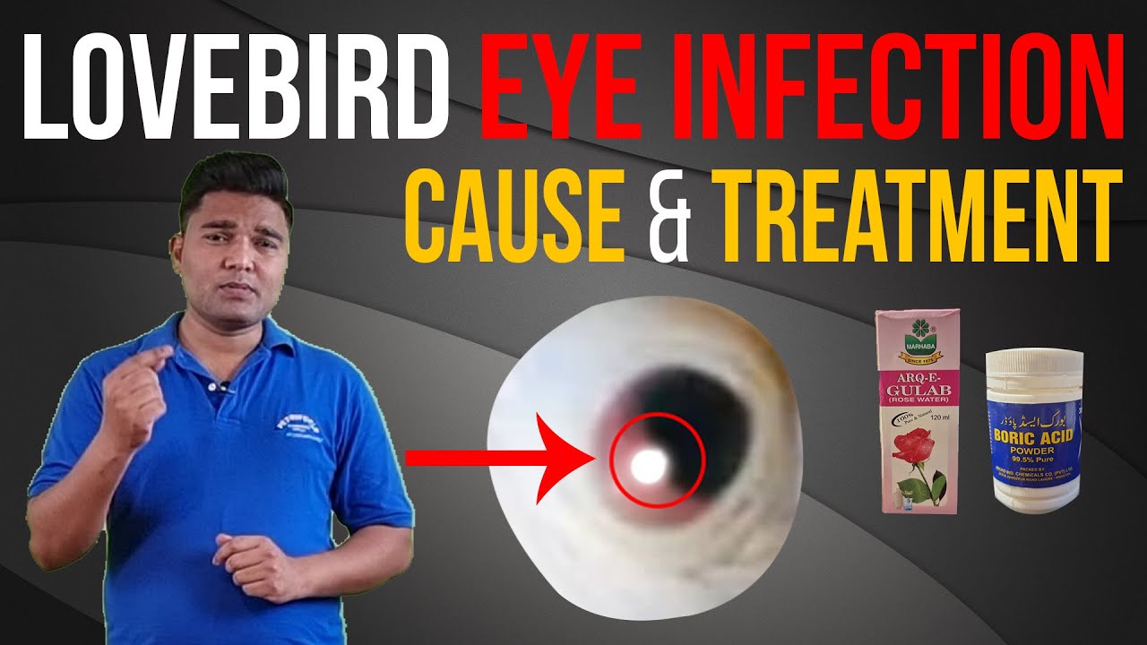 Lovebird Eye Infection Cause & Treatment