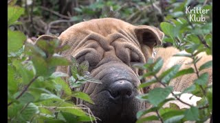 Shar Pei Dog Is Kicked Out By His Own Puppies (Part 1) | Kritter Klub Shar Pei Dog Is Kicked Out By His Own Puppies (Part 1) | Kritter Klub