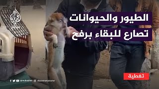 طيور وحيوانات حديقة رفح تصارع من أجل البقاء في ظل العدوان الإسرائيلي