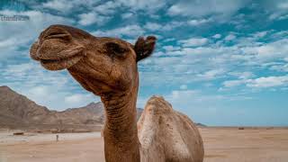 Camel Sound Effect
