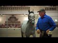 Monty roberts at the spanish riding school 2017