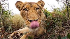 Netflix’s Docuseries ‘Tiger King’ with #AskMeg | The Lion Whisperer