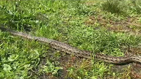 Gopher Snake at Ocean Song