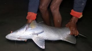 Koral Fish Catching By Hand In Sundarban Fishing Video Costal Area Fishing