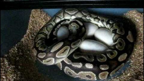 Cinnamon Ball Python Laying Eggs.