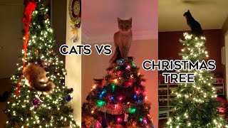 Cats Vs Christmas Treestiktok Compilation 2023
