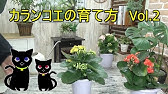カランコエの育て方 植え替え 冬越し 置き場所 花を咲かせる方法 真夏に咲かせる裏ワザあり Youtube カランコエの育て方 植え替え 冬越し 置き場所 花を咲かせる方法 真夏に咲かせる裏ワザあり Youtube