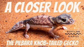 The Pilbara knobtailed gecko! See them in the wild, learn how to keep them in captivity!