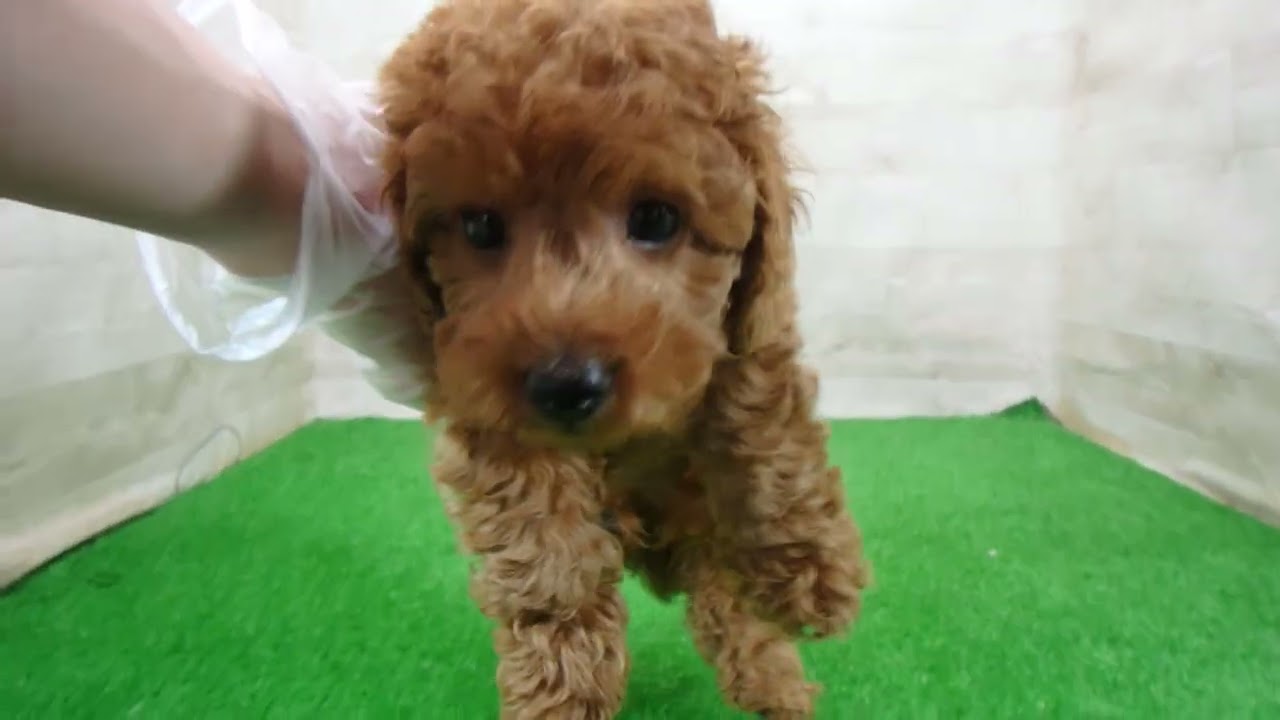 Coo&RIKU No.00758968 T・プードル - YouTube