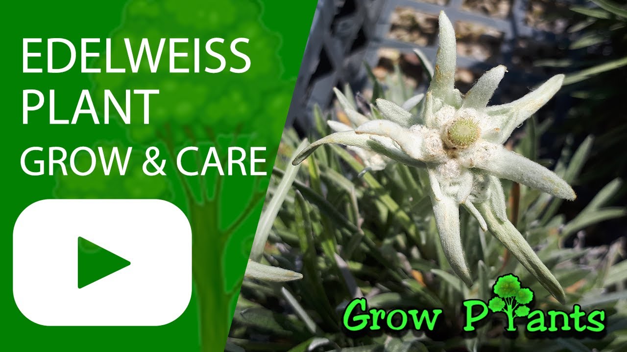 Edelweiss Flowers (Leontopodium Alpinum): How To Grow And Care | Flower  Glossary