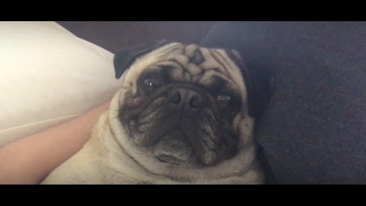 LUSH UNBOXING AND SNORING PUG // VLOG 3