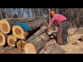 Stihl MS271 Bucking Red Oak