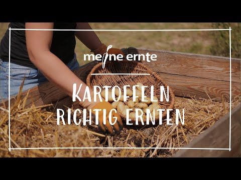 Video: Wann Soll Man Mit Der Kartoffelernte Beginnen, Wie Man Die Ernte Konserviert?