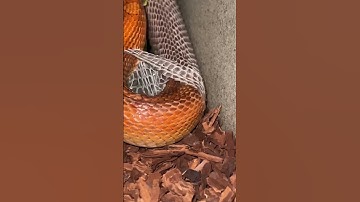 What’s wrong with my snake 😳 his skin is coming off.