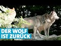 Märchen In Denen Ein Wolf Vorkommt