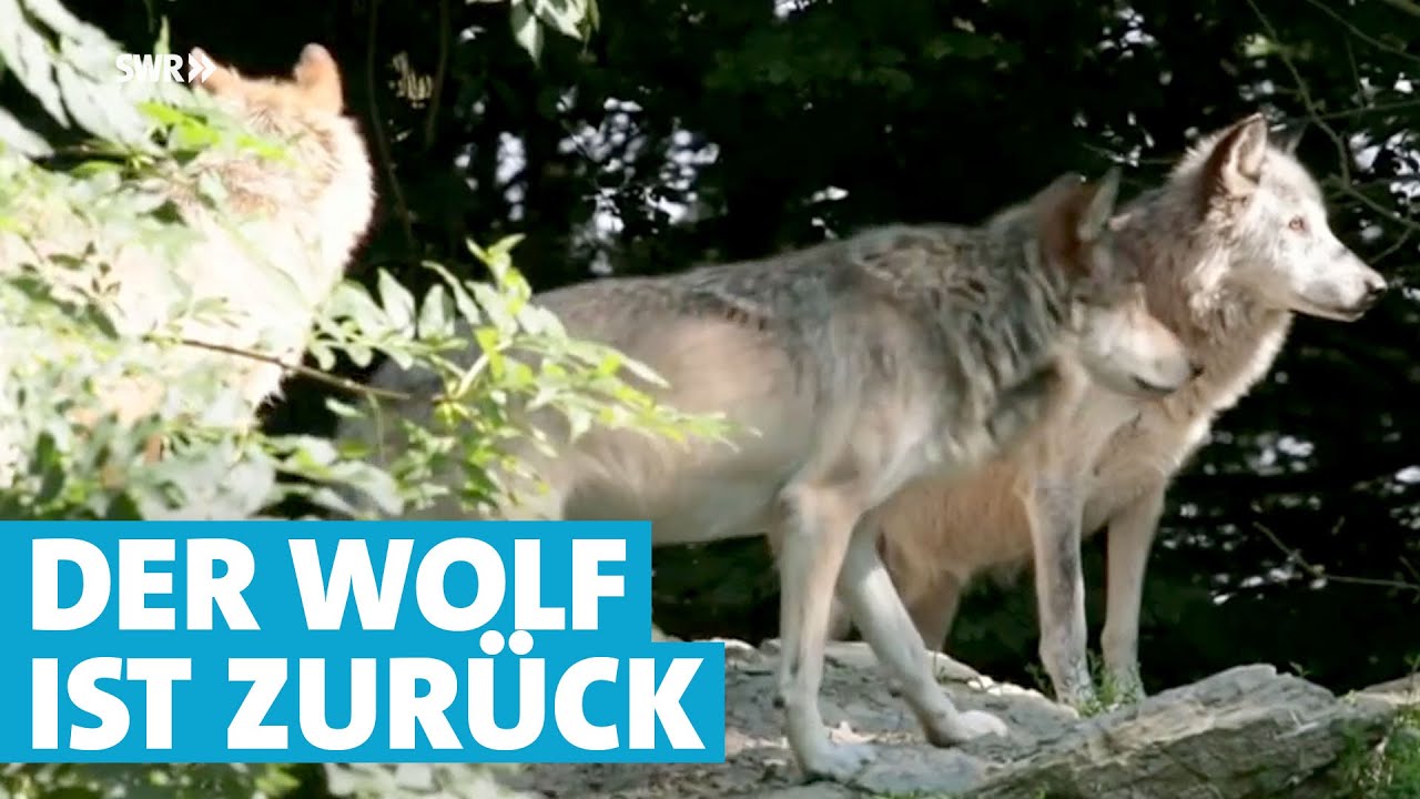 10 Marchen Zum Thema Wolf Im Faktencheck Was Stimmt Wirklich