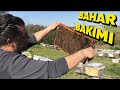 Kış ve Ara kış bakımı yaptığımız 3 kovana şimdide İlk bahar bakımı yaptık