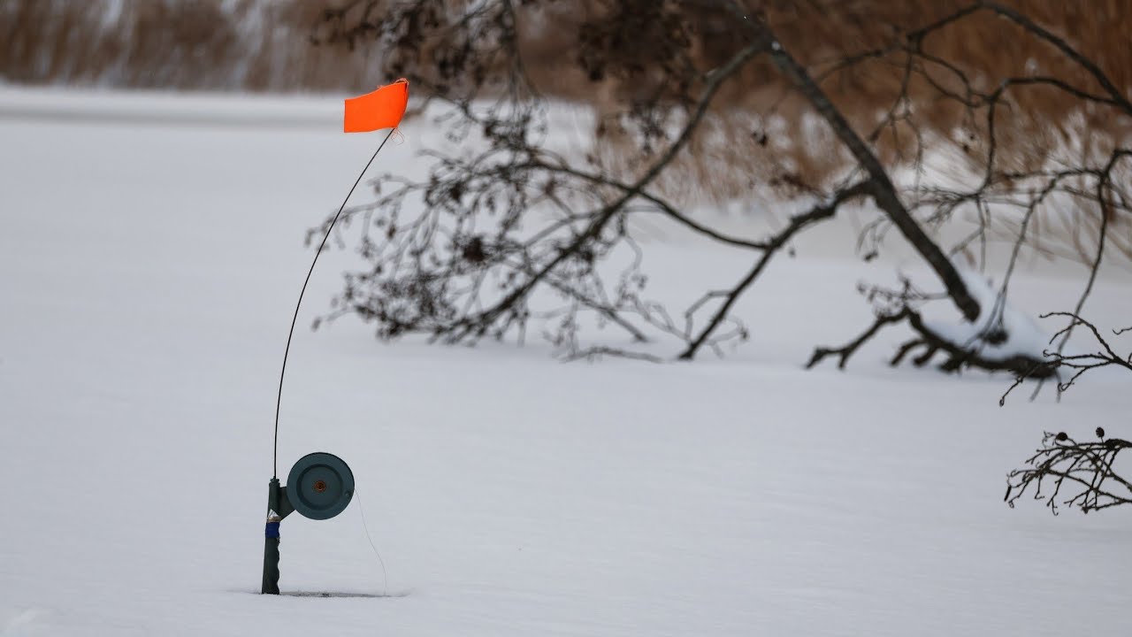 Щучий трофей біля Впавшої вільхи на річці Уж.Вибивали лунку щоб витягти