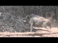 Motsomi safaris bow hunting warthog sikes