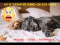 Música para calmar y relajar perros nerviosos, enfermos, con ansiedad o estrés