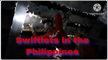 Harvesting swiftlets nests