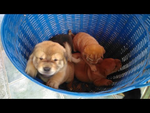 วีดีโอ: สุนัขที่ดูเหมือนลูก: Chow-Chow และ Pomeranian