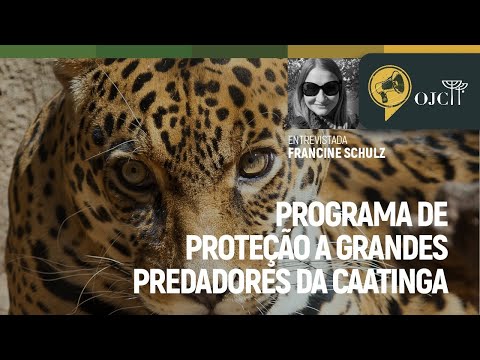 Grandes predadores e sociobiodiversidade na Caatinga e Advocacia Animalista
