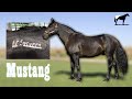 &quot;Marca Del Cuello&quot; Símbolos Para Identificar Un Mustang (Mustang Legales)🐴-Del Cerro Soy