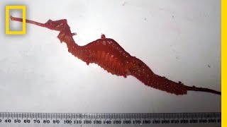 First Look: Rare Ruby Seadragon Filmed in the Wild | National Geographic