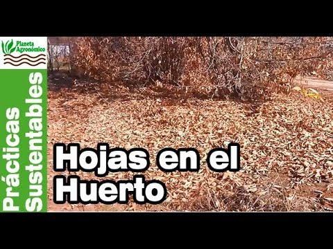 Video: ¿Qué Se Puede Hacer Con Las Hojas Caídas?