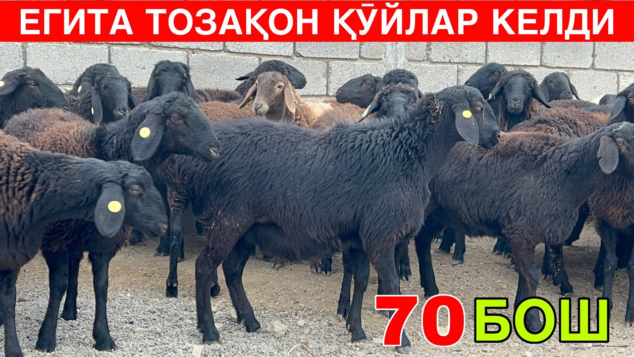 ЕЛИТА ЗӮРИДАН КЕЛДИ.  ☎️+998919459412 ☎️+998906700195