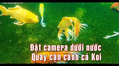 Đặt Camera dưới nước quay Cận Cảnh cá KOI Khủng