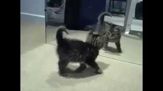Download lagu Un chaton se voit dans le miroir Un chaton se voit dans le miroir