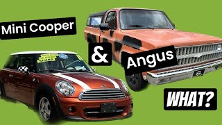 Mini Cooper and Angus..what??