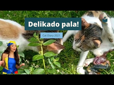 Video: Impeksyon Ng Uterus Sa Pusa - Impeksyon Sa Matris Sa Cats