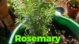 How to choose a herb plant 🌱 that can aid so much different problems Rosemary