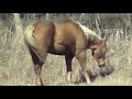 Horse Hoof Care - Buddy & Smokey Get In Trouble