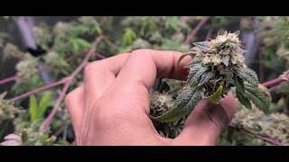 ViparSpectra P1500 - Pre-Harvest Time