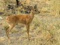 Cabela's African Safari Part 8: Steenbok hunt
