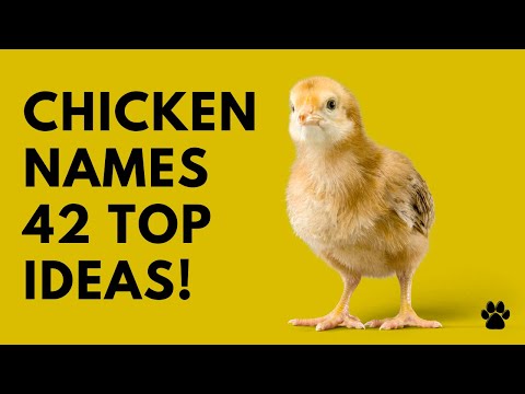 🐤 Chicken Names - 42 TOP 💛 BEST Ideas | Names