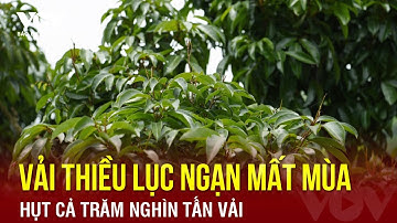 Vải thiều Lục Ngạn mất mùa chưa từng có | Báo Điện tử VOV