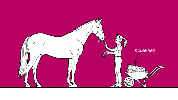 Gastric ulcers in horses